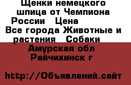 Щенки немецкого шпица от Чемпиона России › Цена ­ 50 000 - Все города Животные и растения » Собаки   . Амурская обл.,Райчихинск г.